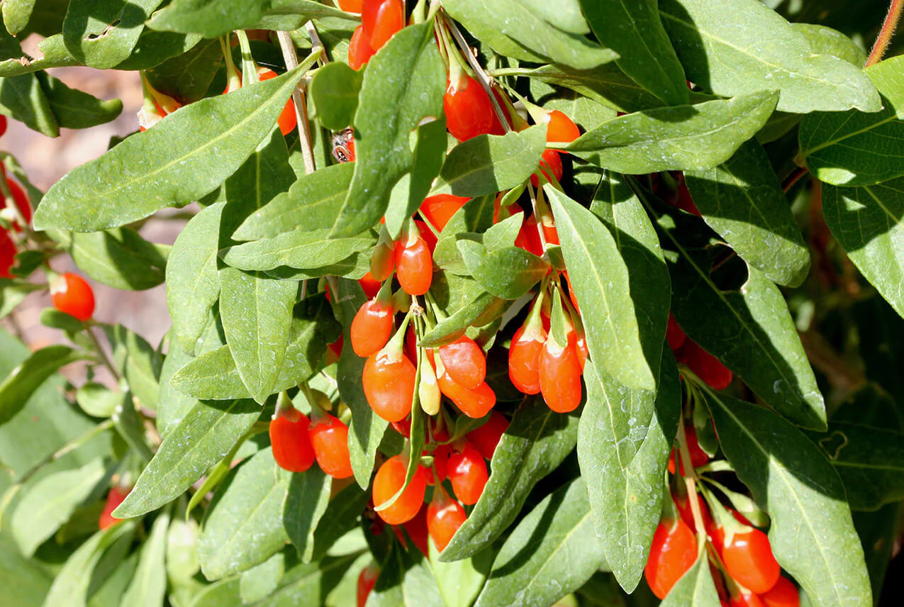 Bagas Goji
